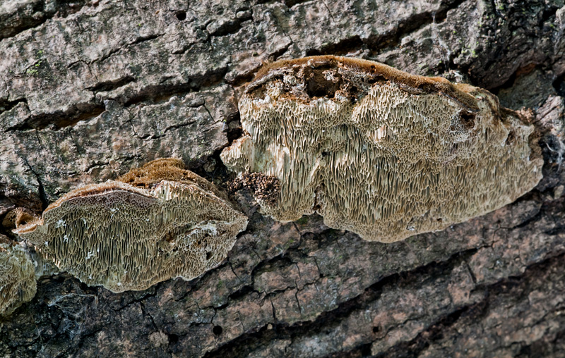 Coriolopsis gallica